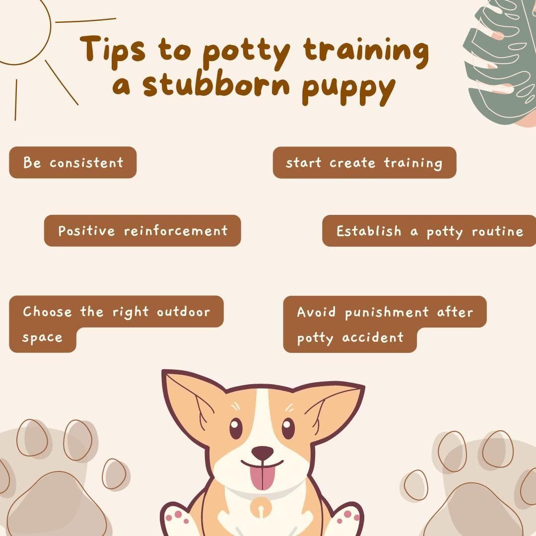 Natural Potty-Training Spray for Dogs & Cats – Pack of 2 (100ml Each)
