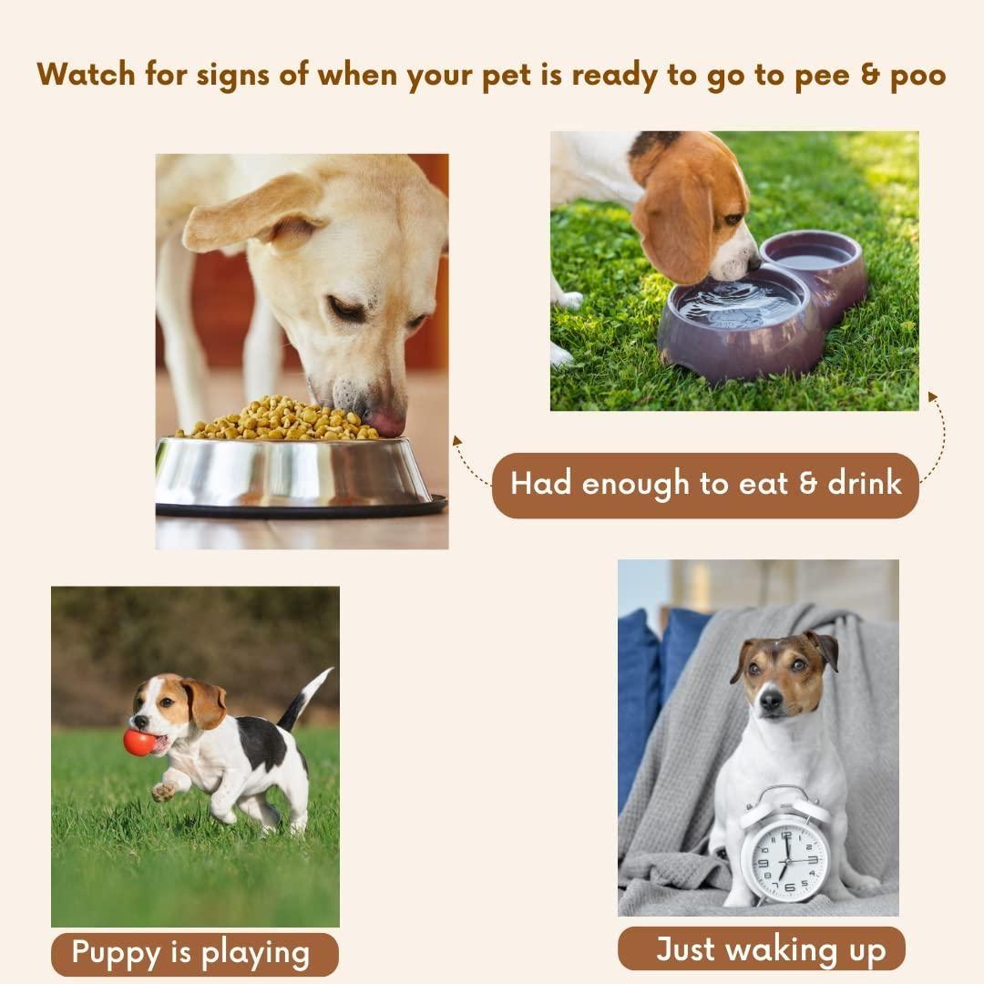 Natural Potty-Training Spray for Dogs & Cats – Pack of 2 (100ml Each)