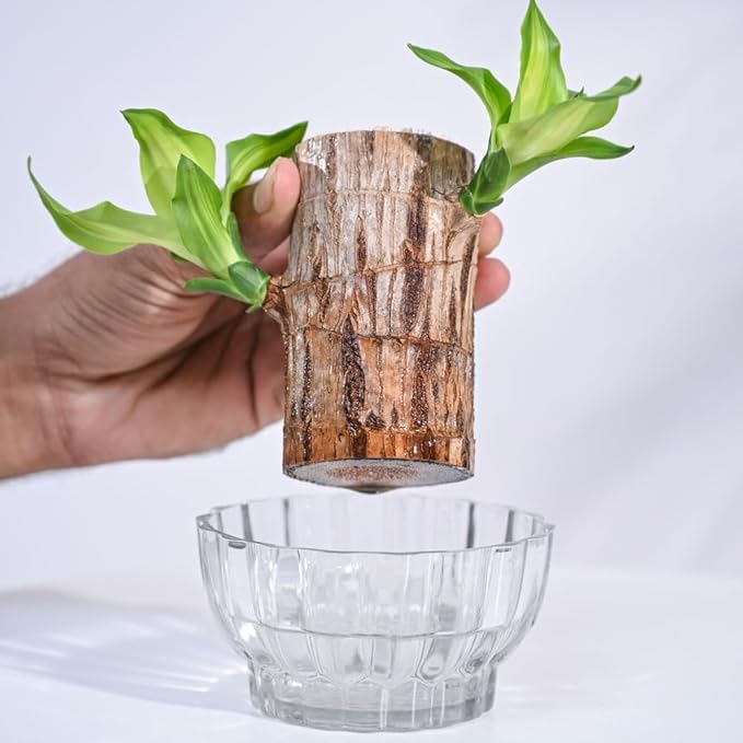 Lucky Brazil Wood Plant – Organic Indoor Shrub (Pack of 2)