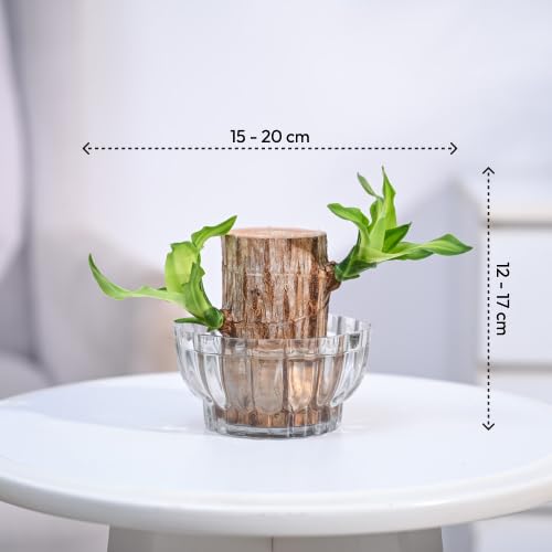 Lucky Brazil Wood Plant – Organic Indoor Shrub (Pack of 2)