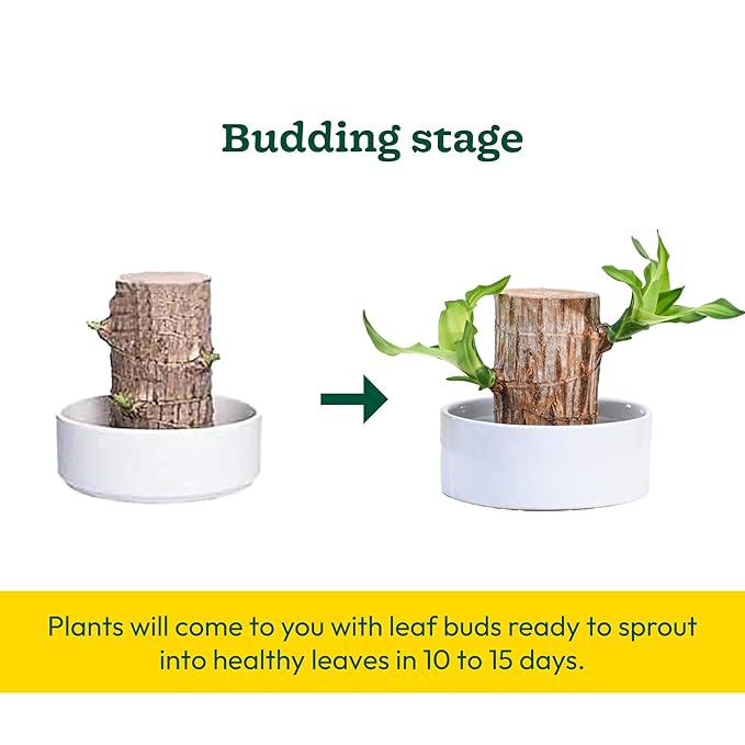 Lucky Brazil Wood Plant – Organic Indoor Shrub (Pack of 2)