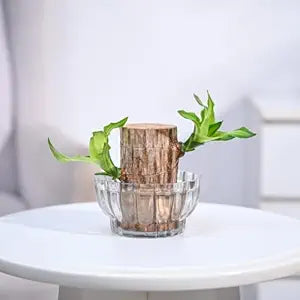 Lucky Brazil Wood Plant – Organic Indoor Shrub (Pack of 2)