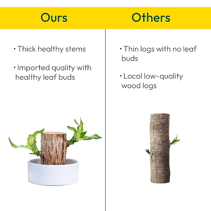 Lucky Brazil Wood Plant – Organic Indoor Shrub (Pack of 2)